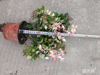 30厘米花叶络石