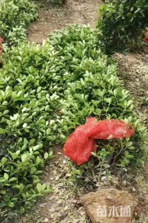 冠幅180厘米大叶黄杨球