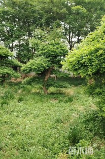 12公分白蜡
