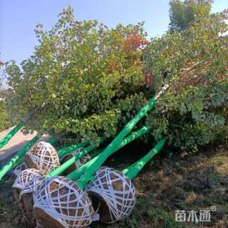 20公分美国红枫