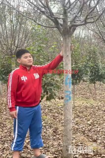 6公分绚丽海棠