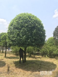 15公分桂花