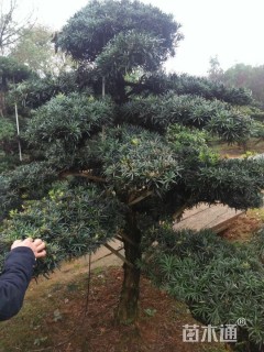 15公分罗汉松