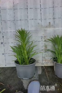 高度20厘米蛇鞭菊
