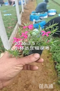 高度10厘米福禄考