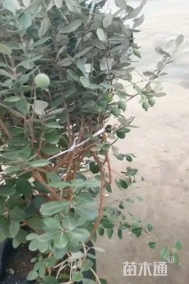 高度80厘米菲油果