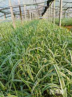 高度40厘米花叶芦苇