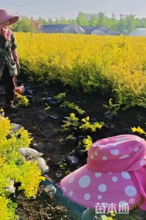 高度50厘米金叶榆小苗