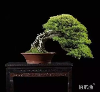 20公分五针松