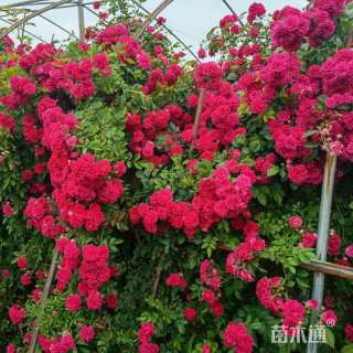 高度80厘米月季