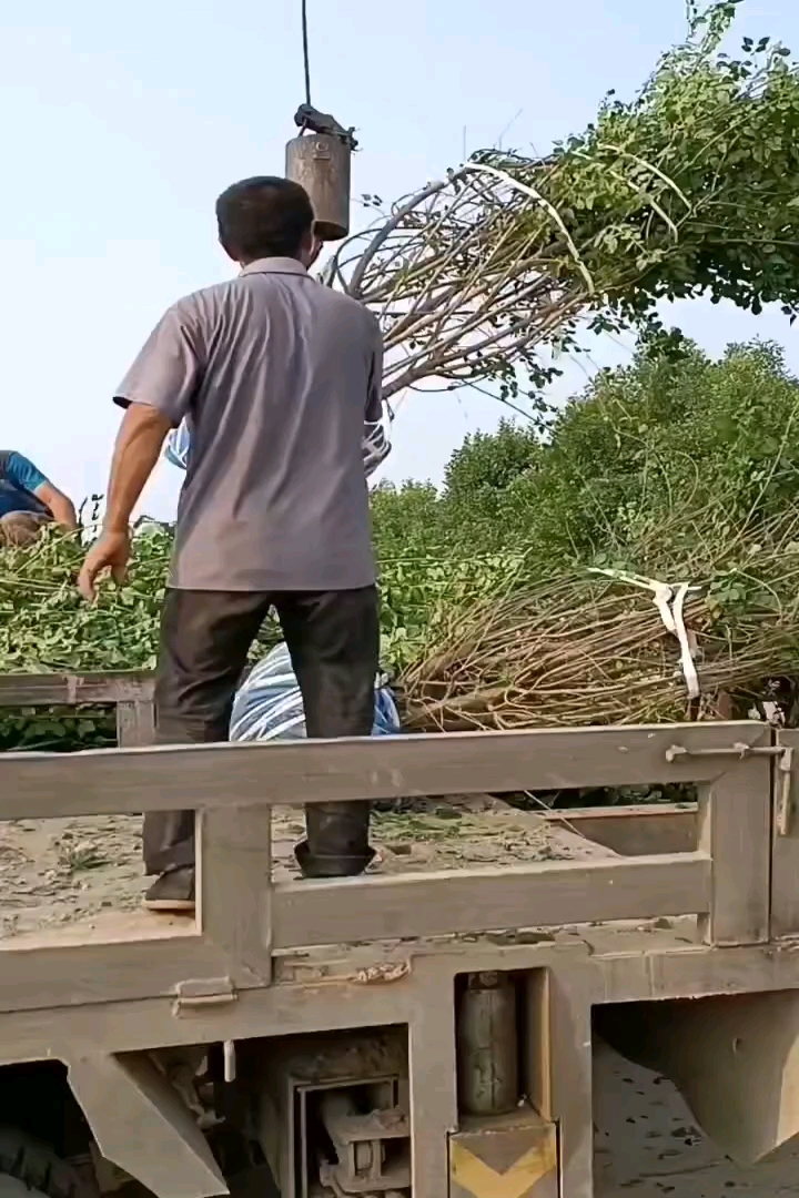 高度400厘米丛生暴马丁香