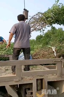 高度400厘米丛生暴马丁香