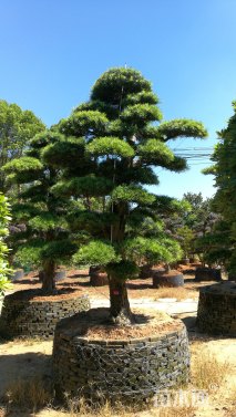 30公分造型日本罗汉松