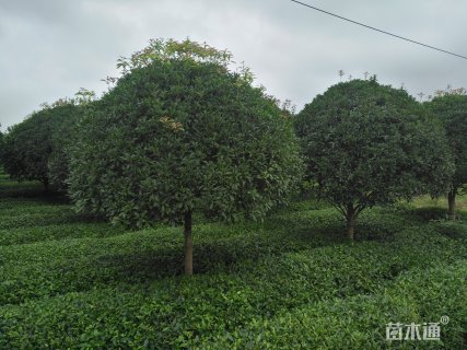 28公分桂花