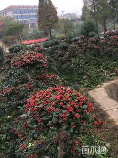 12公分无刺枸骨