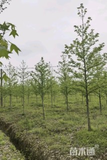 8公分北美枫香