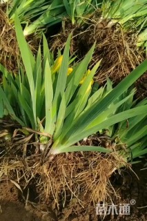 裸干高60厘米小叶棕竹