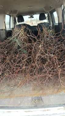 高度1.5厘米冬枣