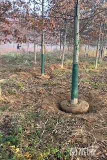 12公分沼生栎