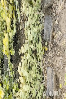 高度50厘米金森女贞小苗