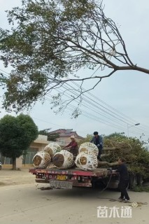 20公分乌桕