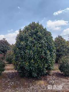 18公分秋紫白蜡