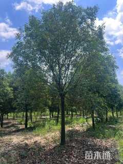 12公分大叶女贞