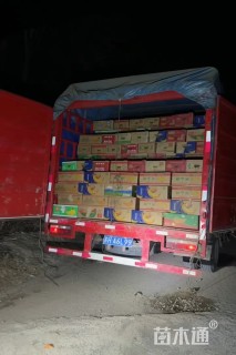 高度40厘米八角金盘