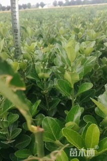 高度45厘米大叶黄杨小苗