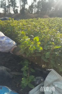 容器苗安酷杜鹃