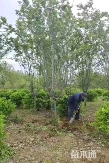 6公分西府海棠