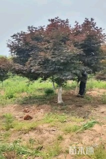 7公分红枫