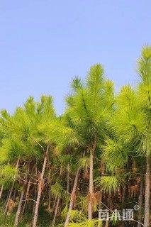 5公分湿地松