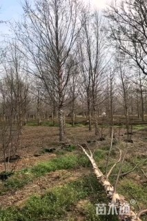 18公分山楂树