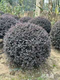 冠幅120厘米红花继木球