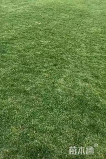 草卷状四季青草坪