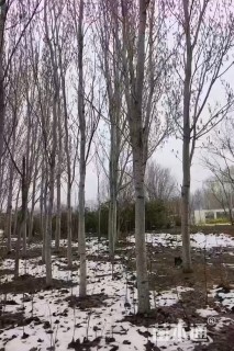 12公分毛白杨