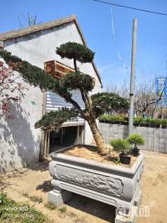 15公分罗汉松