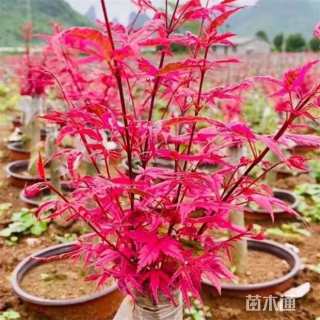 8公分红大袖红枫