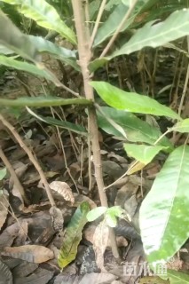 1公分麻栎