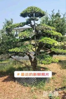 8公分罗汉松