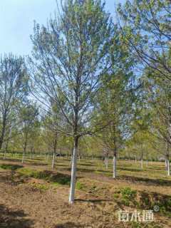 16公分美国红枫