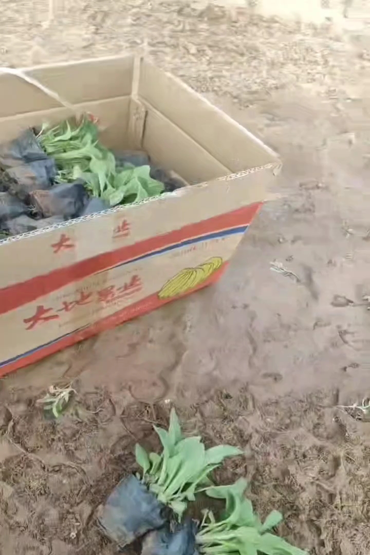 高度10厘米毛地黄