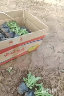 高度10厘米毛地黄