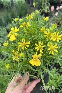 高度25厘米堆心菊
