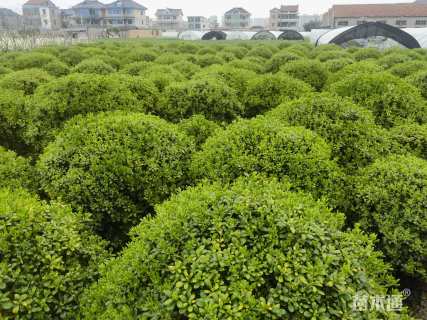 冠幅180厘米海桐球