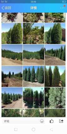 高度111厘米北京桧