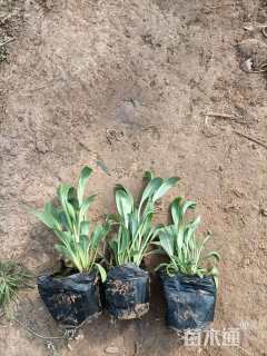 高度10厘米吊钟柳