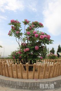 高度120厘米牡丹