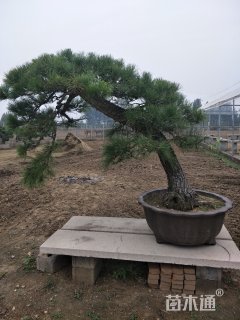 15公分造型松